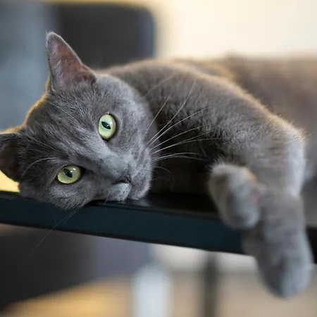 达桑临驰 - 洛泊多夫温泉酒店 4*