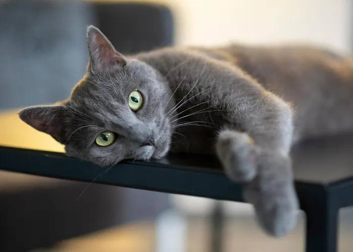 达桑临驰 - 洛泊多夫温泉酒店 4*